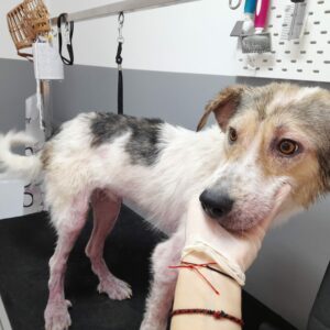 MILOR - reserviert Second Chance Dogs vermittelt