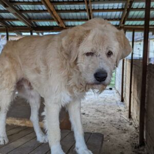 LUKO - reserviert Manuela vermittelt