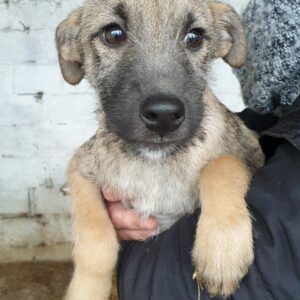 BOSSE - reserviert THL DR (19-12) - vermittelt