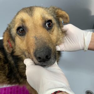 NARAN - zu dünn - reserviert IH DR (13.04.) - vermittelt