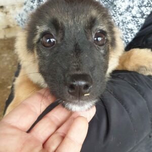 FINA - reserviert Tierhilfe Lebenswert DR (24.11.) - vermittelt