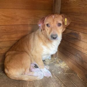 BEANS - auf Pflegestelle in PLZ 2 vermittelt