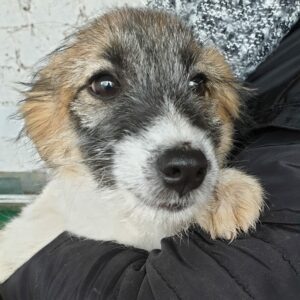 SHIRLEY - reserviert Tierhilfe Lebenswert DR - vermittelt