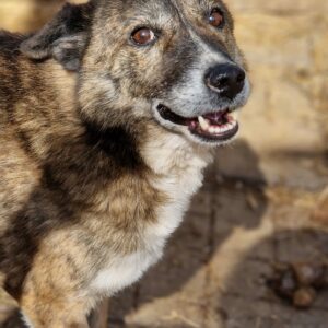 CONNOR - auf Pflegestelle in PLZ 7 (03/22 Schnelltest HW pos.) vermittelt