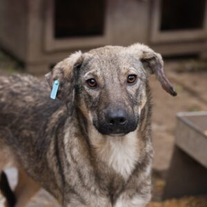 AMBER - reserviert IH DR (27.02.) - vermittelt