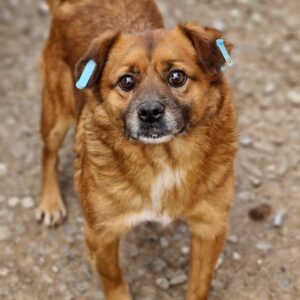 OCKE - reserviert TST Rösrath 12.07 - vermisst 07/2022