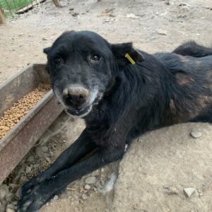 DIEGO - Notfall - kann kaum noch aufstehen, schlechter Allgemeinzustand - reserviert IH DR (11.07.) - vermittelt