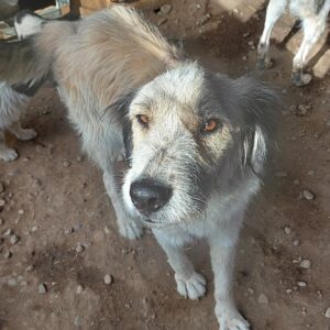 SUNCHI - viel zu dünn, Hautprobleme - reserviert TH Koblenz - vermittelt