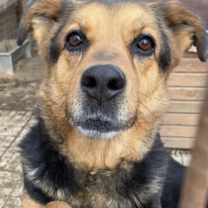 SOARE (♀) - RBB 10/24