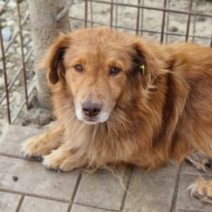 ROBBY - auf PDR PS im PLZ Bezirk 38 - vermittelt