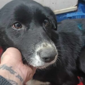 ROSALI (♀) - sehr dünn und schwach + Bissverletzung (01/2024) -reserviert Tierhilfe Lebenswert DR - vermittelt