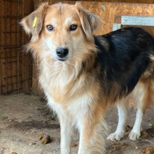 SHAKIRA (♀) - vermittelt NH