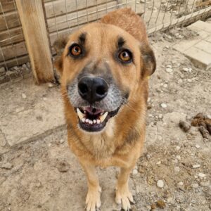 BALTO (♀) - seit 2021 im Shelter - ausgereist zur Tierhilfe Lebenswert DR 25.04.25