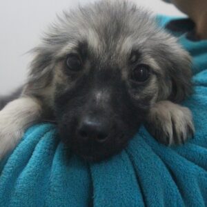 HETTIE - reserviert Tierhilfe Lebenswert DR - vermittelt