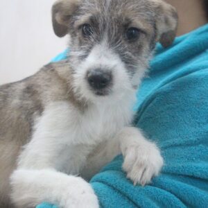 BONNIE - reserviert Tierhilfe Lebenswert DR (30.11.) - vermittelt