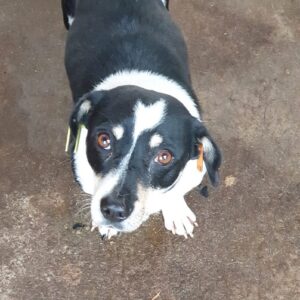 LATIKA - sehr gestresst - reserviert Tierhilfe Lebenswert DR - vermittelt