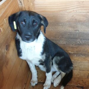 RAISA - bereits sehr unsicher - reserviert Tierhilfe Lebenswert DR (13.01.) - vermittelt