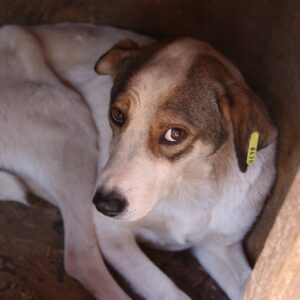 AFENI - Notfall - Mobbingopfer, viel zu dünn! - reserviert Tierhilfe Lebenswert DR - vermittelt