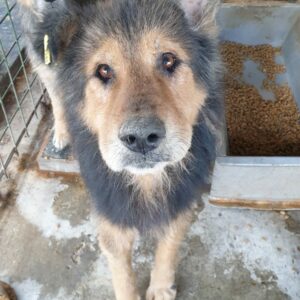 BOUNCE - reserviert Tierhilfe Lebenswert DR (06.12.) - vermittelt