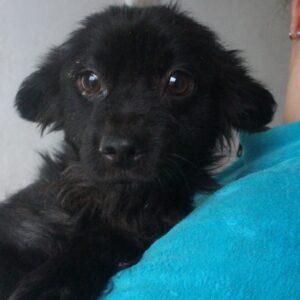 NATSCHO - reserviert Tierhilfe Lebenswert DR (05.12.) - vermittelt