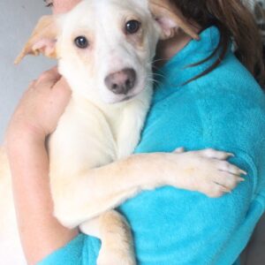 JUNEAU - reserviert Tierhilfe Lebenswert DR (28.11.) - vermittelt