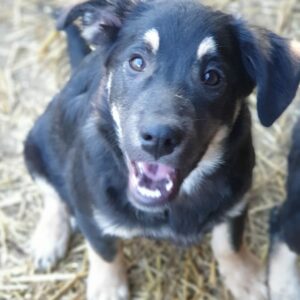 DROPS - reserviert TH Lingen - vermittelt