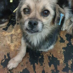 LIESE - reserviert Tierhilfe Lebenswert DR - vermittelt