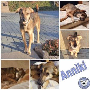 Anniki in 51580 Reichshof