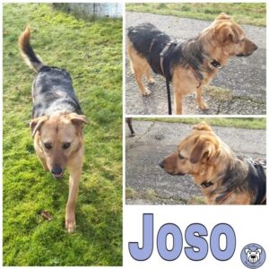 Joso in 22929 Schönberg (Lauenburg) *reserviert*