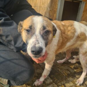 LILLYA - Notfall - reserviert Tierhilfe Lebenswert DR (03.03.) - vermittelt