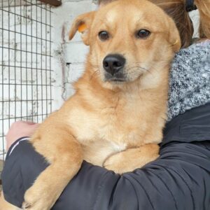 VIDU - reserviert Tierhilfe Lebenswert DR - vermittelt