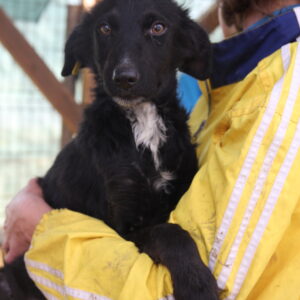 RONKA - reserviert IH DR - vermittelt