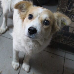 LANYALI - reserviert THL DR - vermittelt