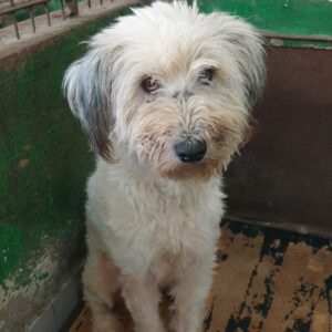 KIYOMI - reserviert Tierhilfe Lebenswert DR (15.12.) - vermittelt