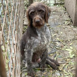 KARLOTTA - reserviert Tierhilfe Lebenswert DR - vermittelt