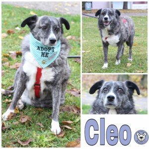 Cleo in 96052 Bamberg *vermittelt*