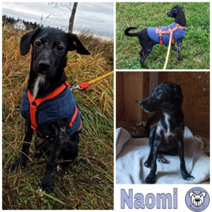 Naomi in 78733 Aichhalden (BaWü) *vermittelt*