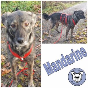 Mandarine in 51580 Reichshof