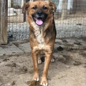 DAINA - reserviert Tierhilfe Lebenswert DR (22.05.) - vermittelt