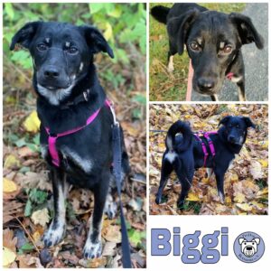 Biggi in 18311 Ribnitz Damgarten *vermittelt*