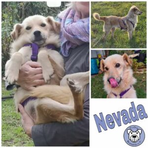 Nevada in 12623 Berlin *vermittelt*