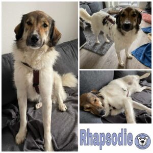 Rhapsodie in 45141 Essen