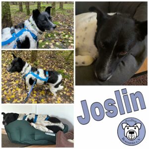 Joslin in 94353 Haibach *vermittelt*