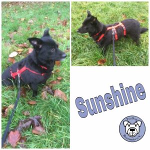 Sunshine in 51429 Bergisch Gladbach