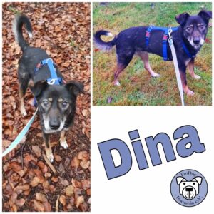 Dina in 58256 Ennepetal *vermittelt*