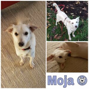 Moja in 60438 Frankfurt am Main *vermittelt*