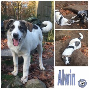 Alwin in 21521 Dassendorf *vermittelt*