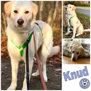 Knud in 99636 Ostramondra *vermittelt*