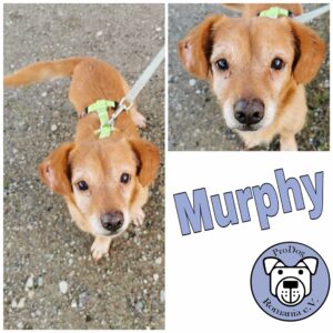 Murphy in18311 Ribnitz-Damgarten *vermittelt*