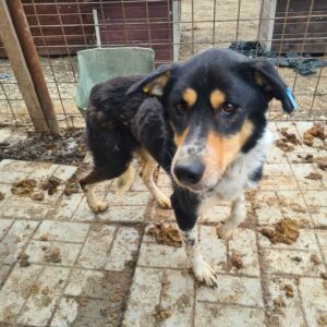 ROCO - Notfall: extrem dünn - reserviert Manuela - vermittelt